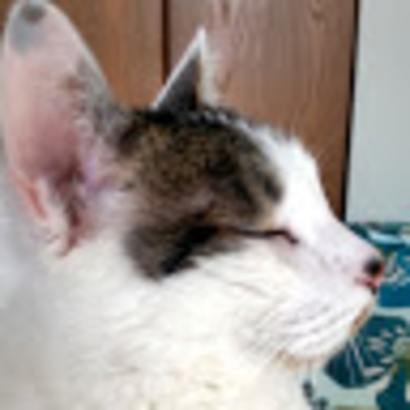 Meet your Posher, Ashley - Picture 1 of 1